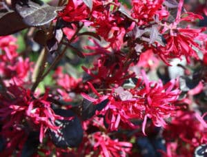 loropetalum chinense