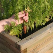 Elevated vegetable patch, why not?