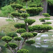 1362727434taille-arbre-en-nuage
