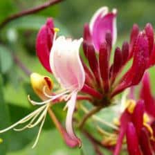 jardin parfum
