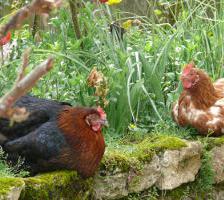 Poules jardin