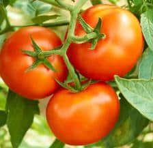 tomate maladie