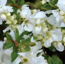 1370940085exochorda