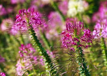 cleome