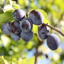Alsace Damson plum trees