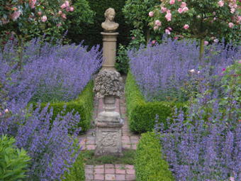 Herbe à chat, Chataire 'Kit Kat' - Nepeta faassenii - Le Jardin du