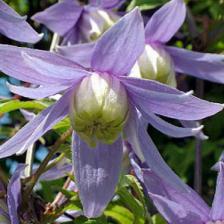 1371454583clematitealpina