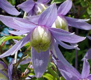 clematite alpina