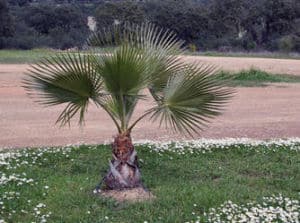 Chamaerops humilis