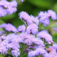 ageratum