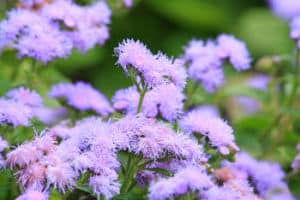 ageratum