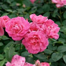 1372237264rosierroses