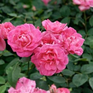 1372237264rosierroses - Roses : un paradis en Touraine