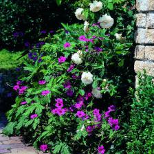 Geranium