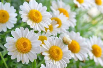 La camomille : une fleur aux multiples bienfaits - Terre Vivante