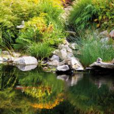 1379941534plantespourbassin