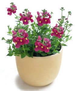 diascia