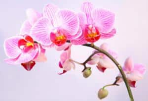 faire durer floraison orchidée phalaenopsis