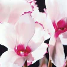 1380815946cyclamen