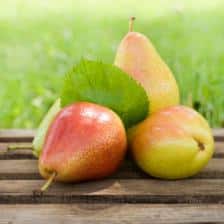 Keeping pears over the winter and beyond