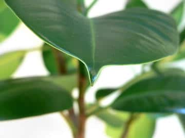 Fiche entretien: Ficus Elastica/ Robusta/ Caoutchouc