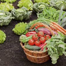 Soil mix or compost, what is the difference?
