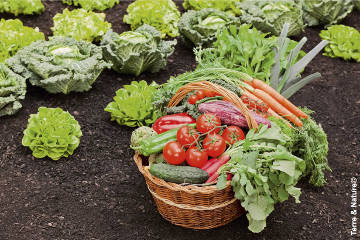 Quelle est la différence entre le terreau et le compost ?