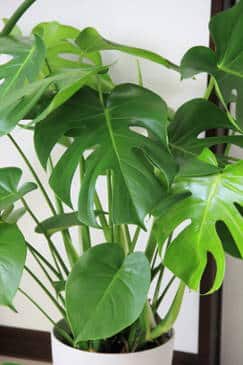 Monstera : conseils d'entretien – Espace Fleurs