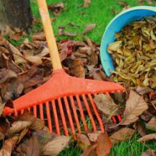 Use dead leaves to fertilize and protect plants