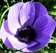 1386582207anemonepulsatille