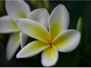 plumeria