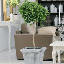 plantes d'intérieur