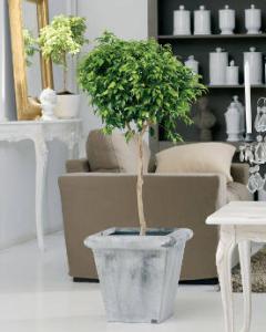 ficus plantes d'intérieur 