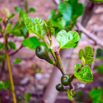 ficus carica