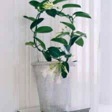 1391443704stephanotis