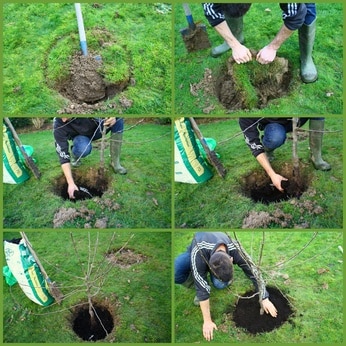 Méthode d'arrosage pour la reprise des jeunes arbres après plantation