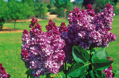 Un lilas pour des bouquets de fleurs parfumés