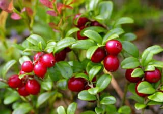 cranberries canneberge