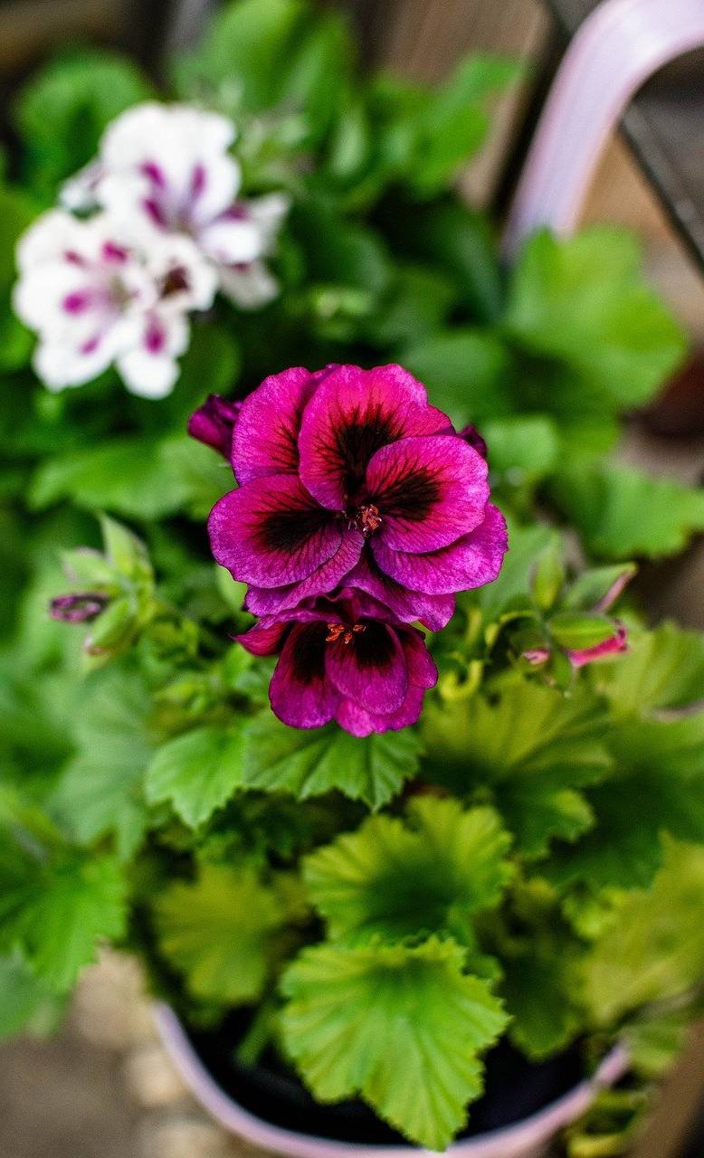 Geranium - care in spring, summer and winter
