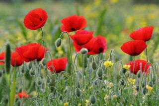 coquelicot pavot