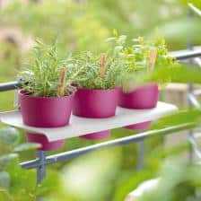 plantes aromatiques culture