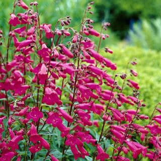 Penstemon