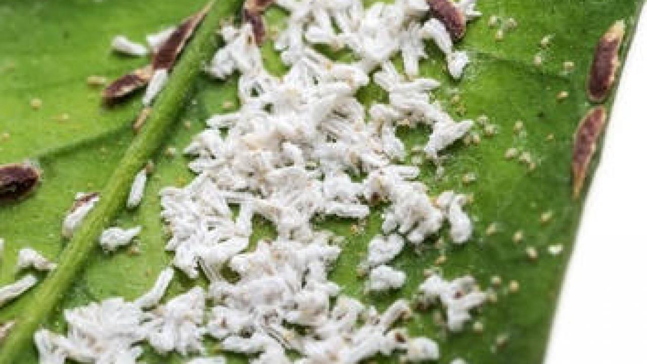 Produit Anti Cochenille Maison | Ventana Blog