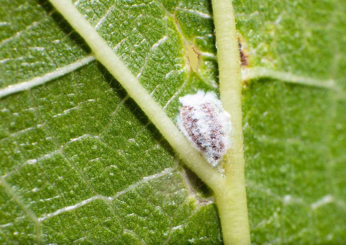 Cochenille farineuse