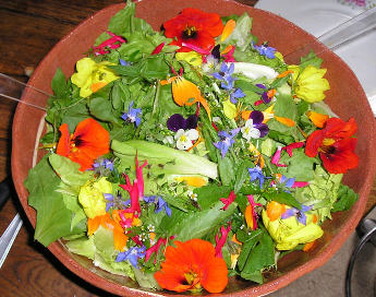 Fleurs comestibles à cultiver pour vos plats et salades