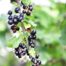 fruits rouges ete