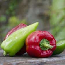 Bell peppers and chili, fabulous to grow