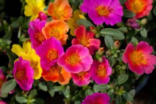 Portulaca