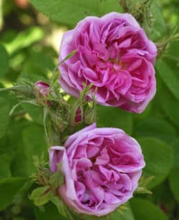 rosier-facile - Des rosiers faciles