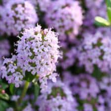 thym serpolet
